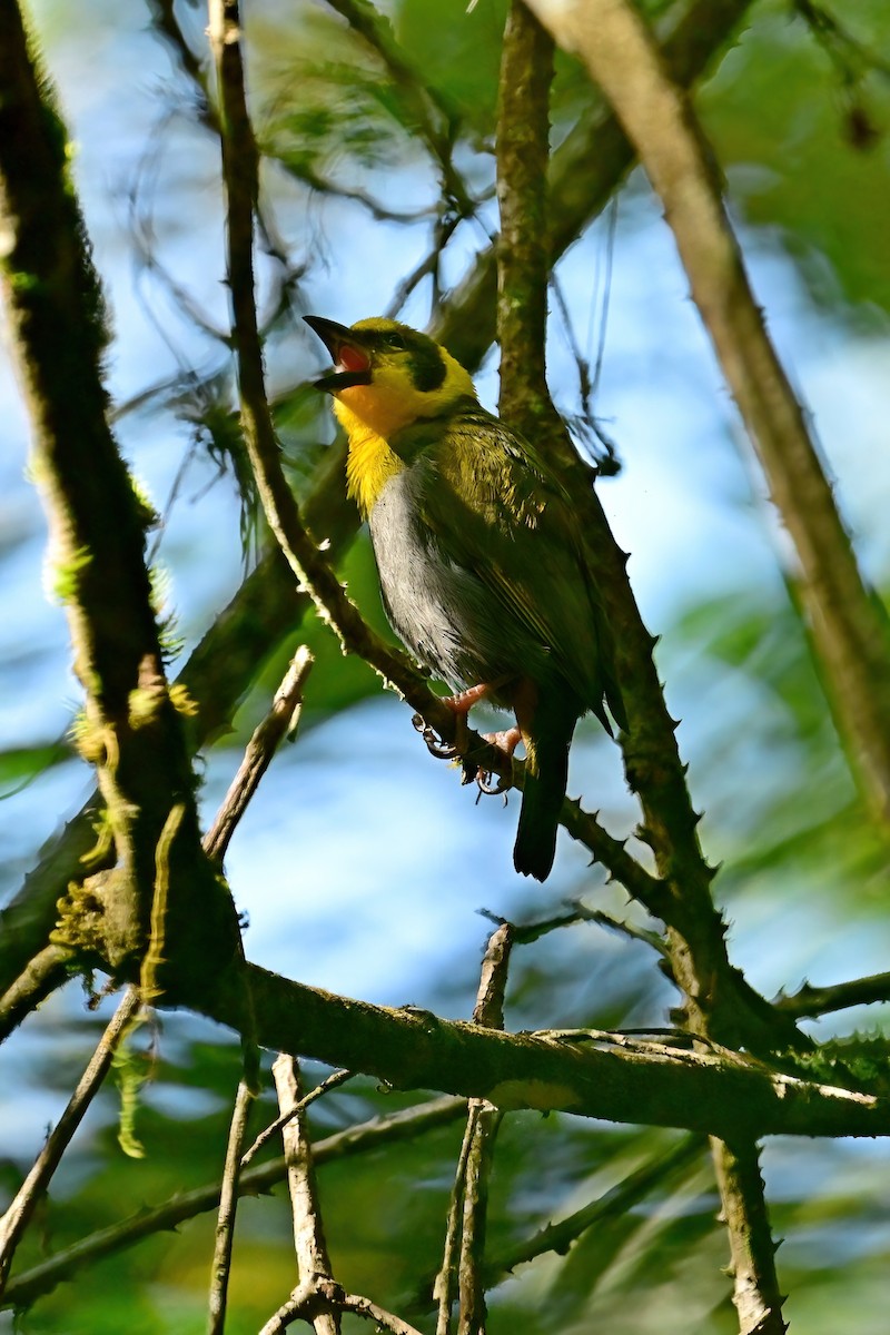 Nelikurvi Dokumacısı - ML644377632
