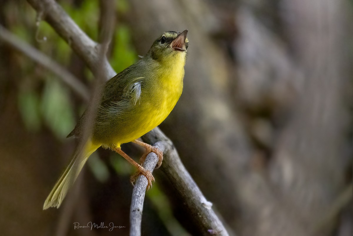 Two-banded Warbler - ML644377641
