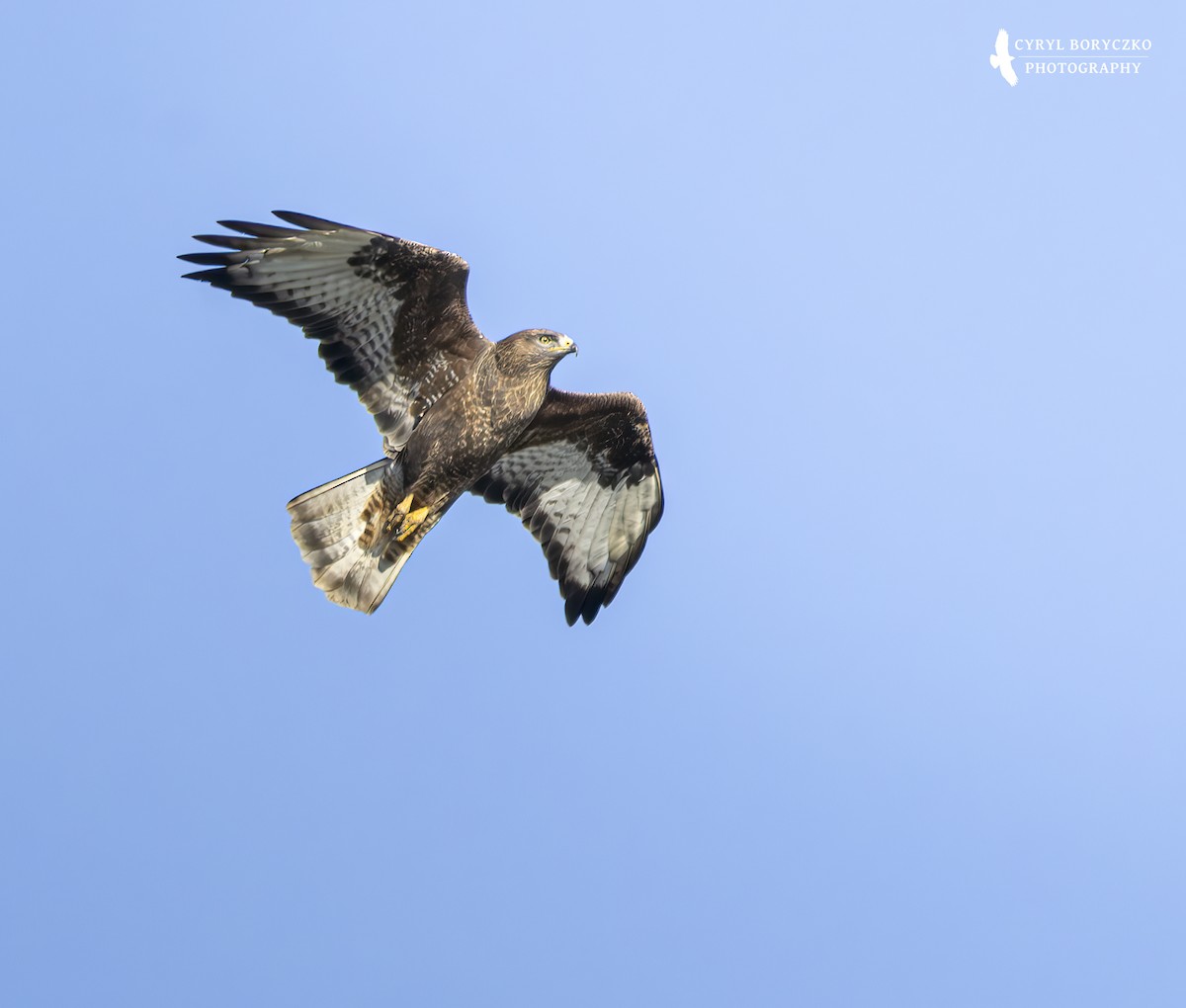 Ойн сар - ML644377651