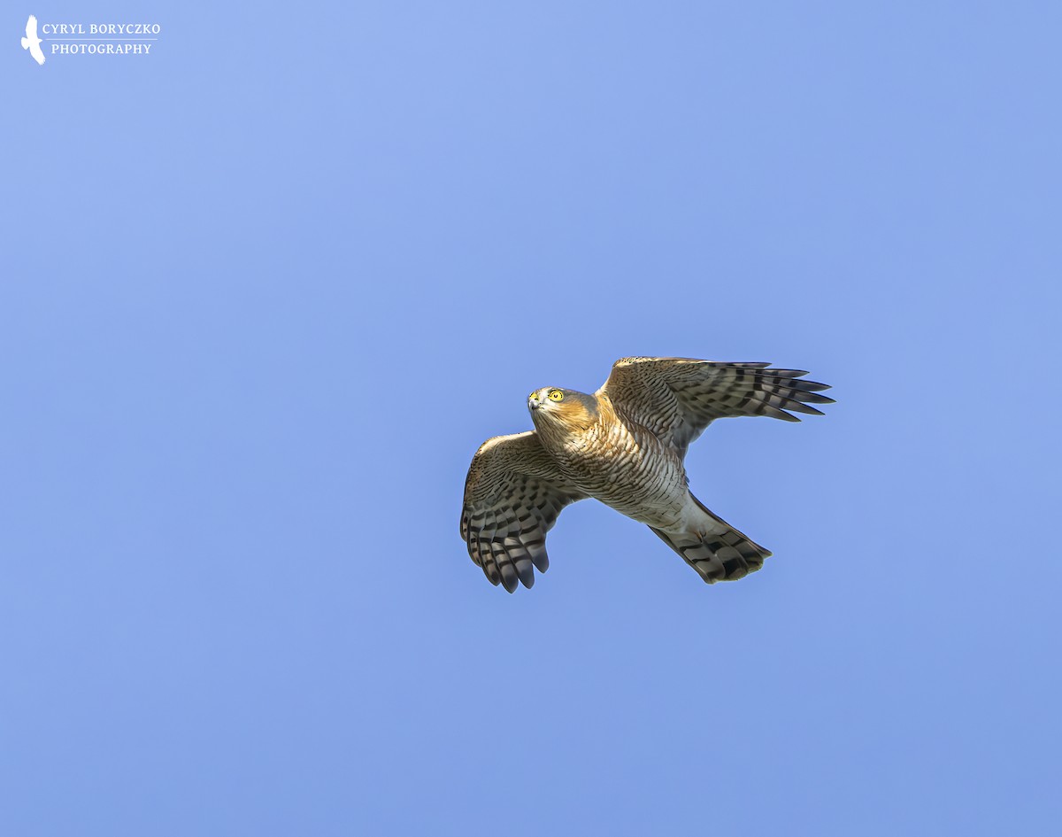 Морин харцага - ML644377656