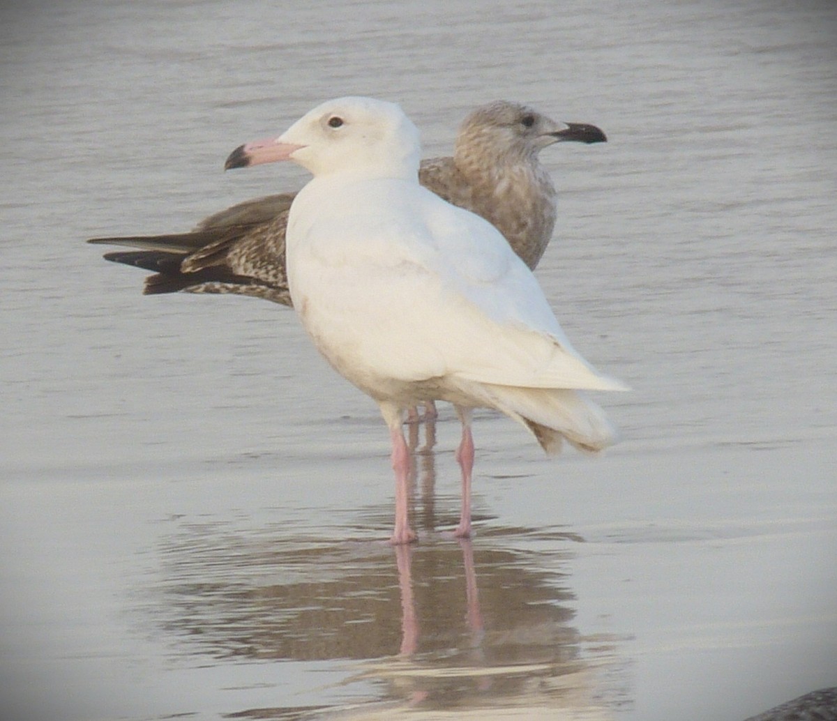 Ipar-kaioa - ML644377657