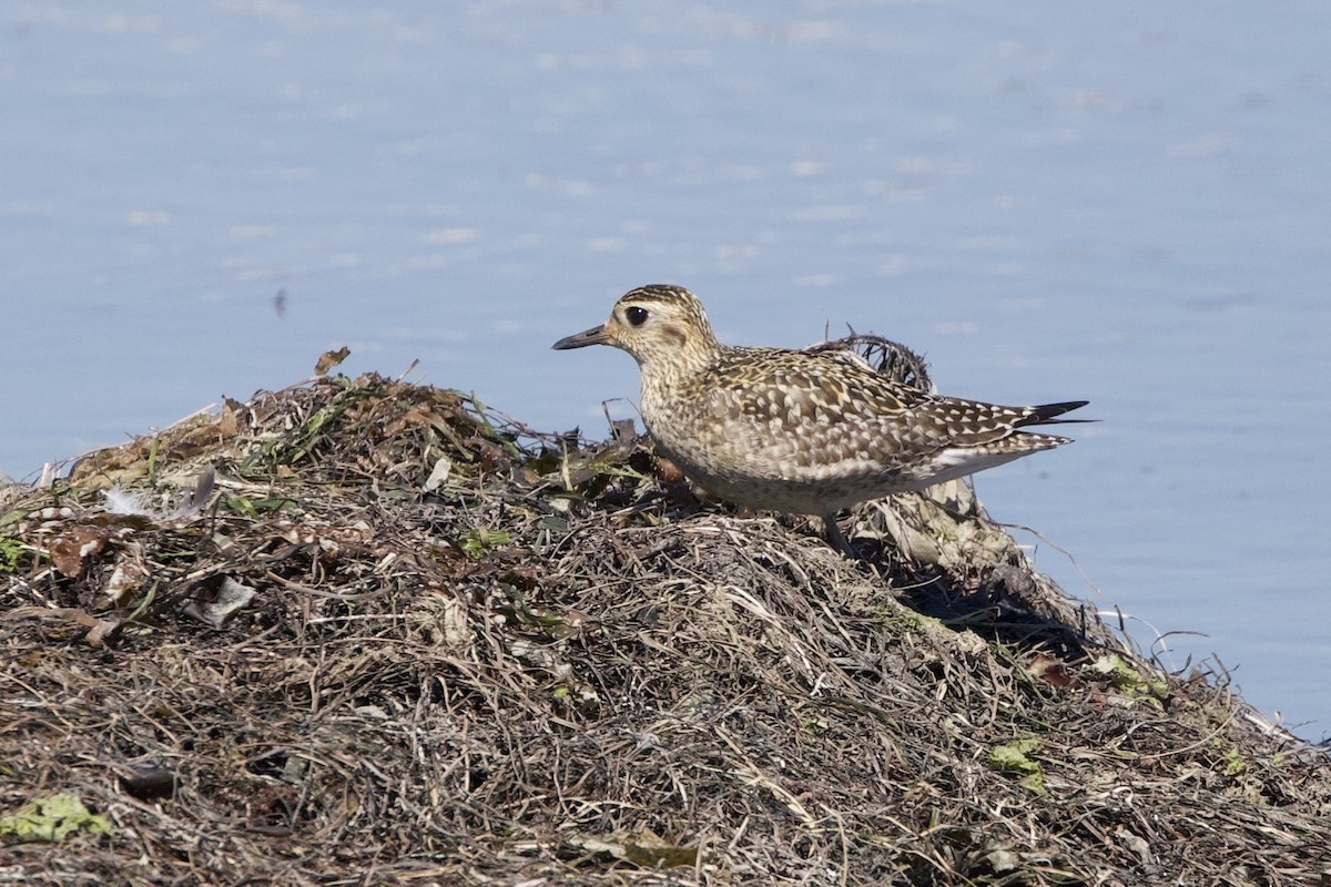 太平洋金斑鴴 - ML644377664