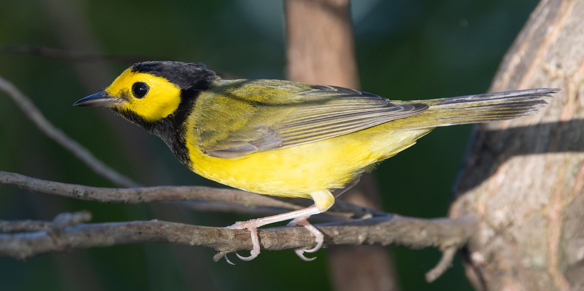 Болотянка чорногорла - ML644377665