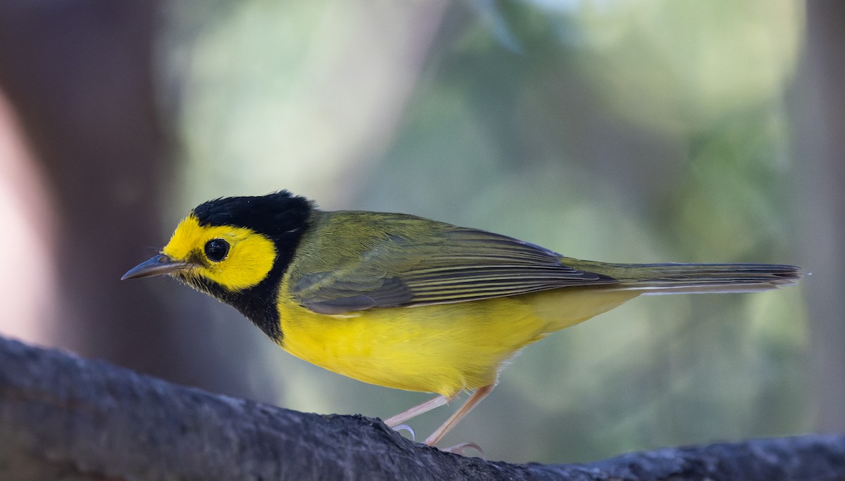 Болотянка чорногорла - ML644377666