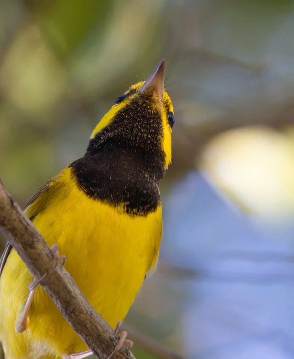 Болотянка чорногорла - ML644377667