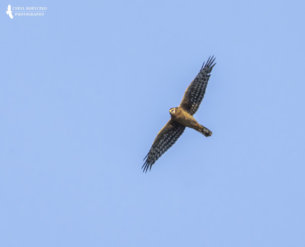 Kornweihe - ML644377669