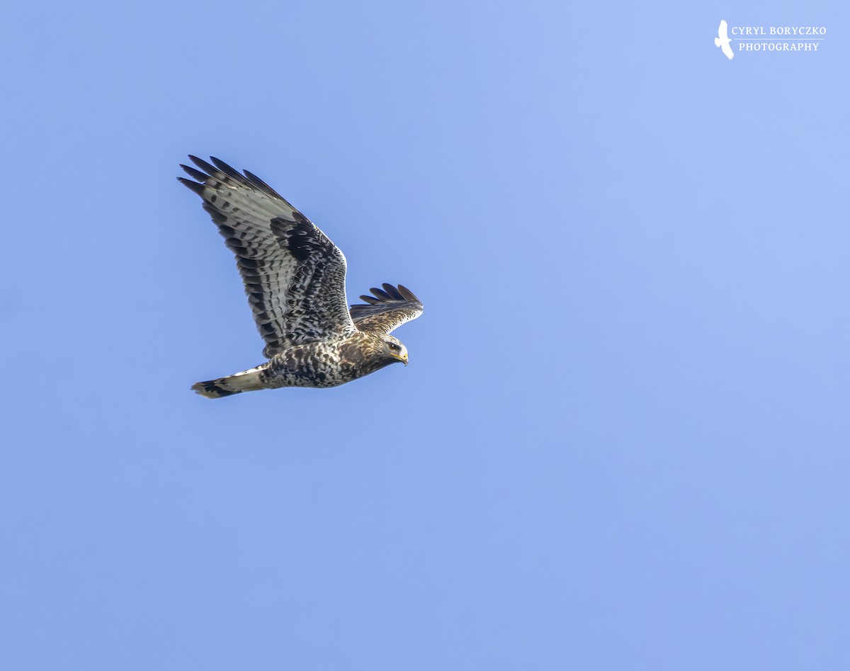 Тарлан сар - ML644377674