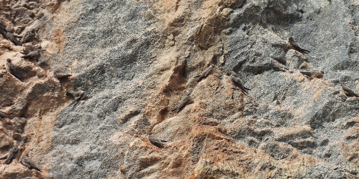 Харагчин хараацай - ML644377677