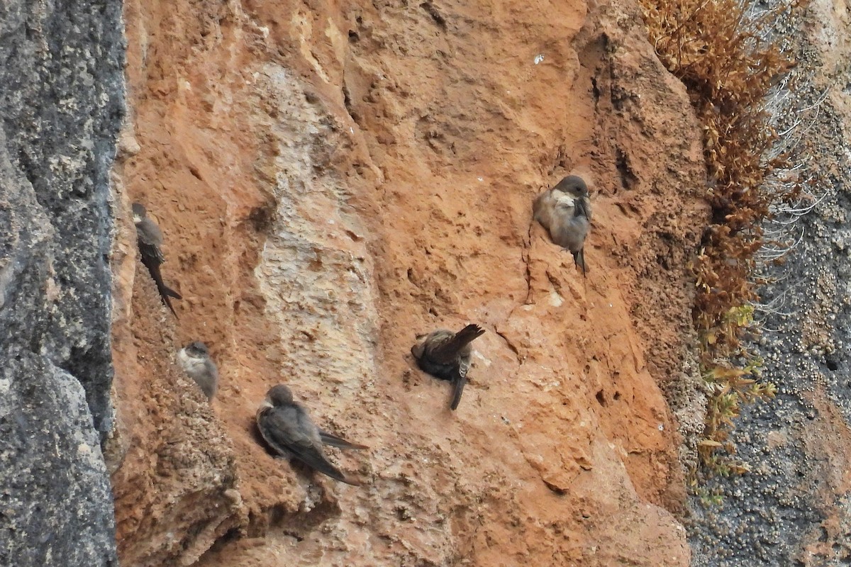 Харагчин хараацай - ML644377678