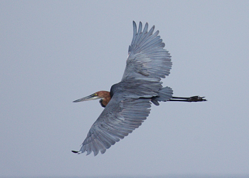 goliathegre - ML644377684