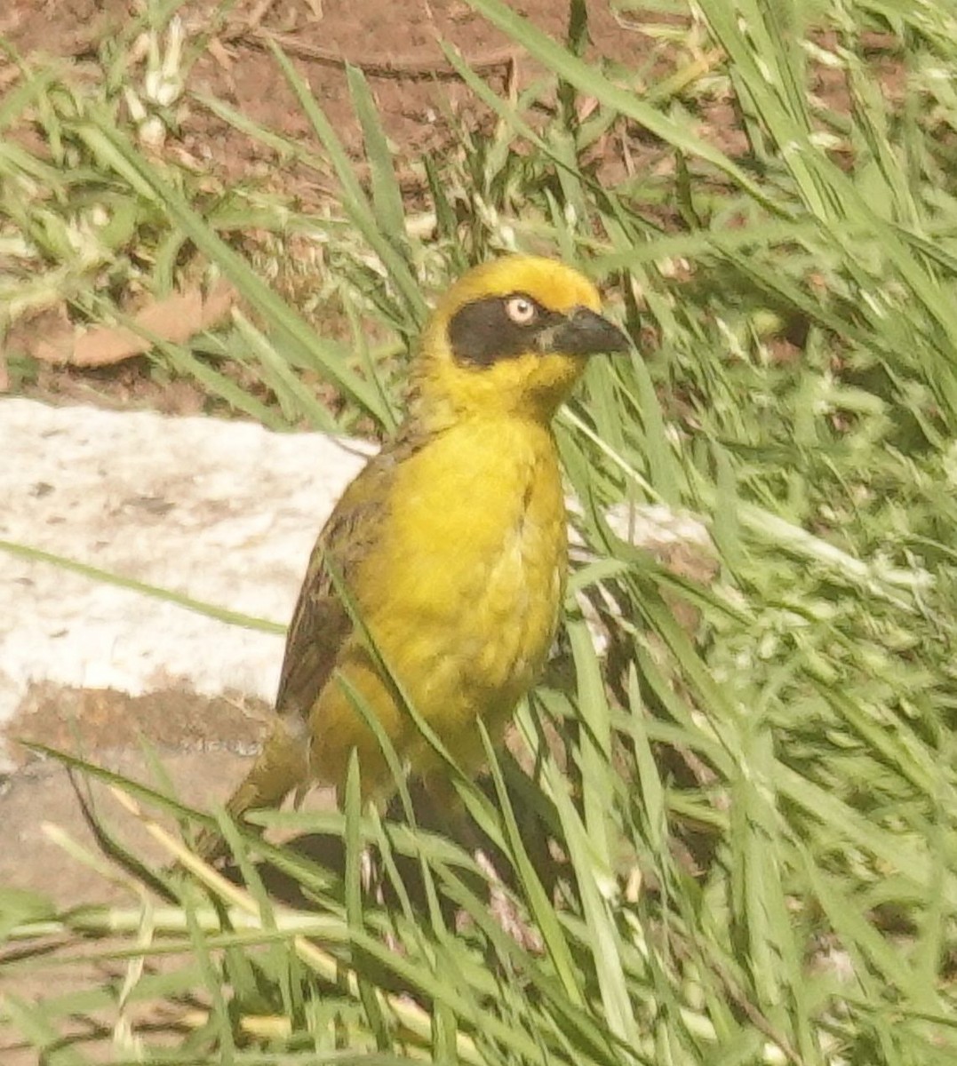 Baglafecht Weaver - ML644377685