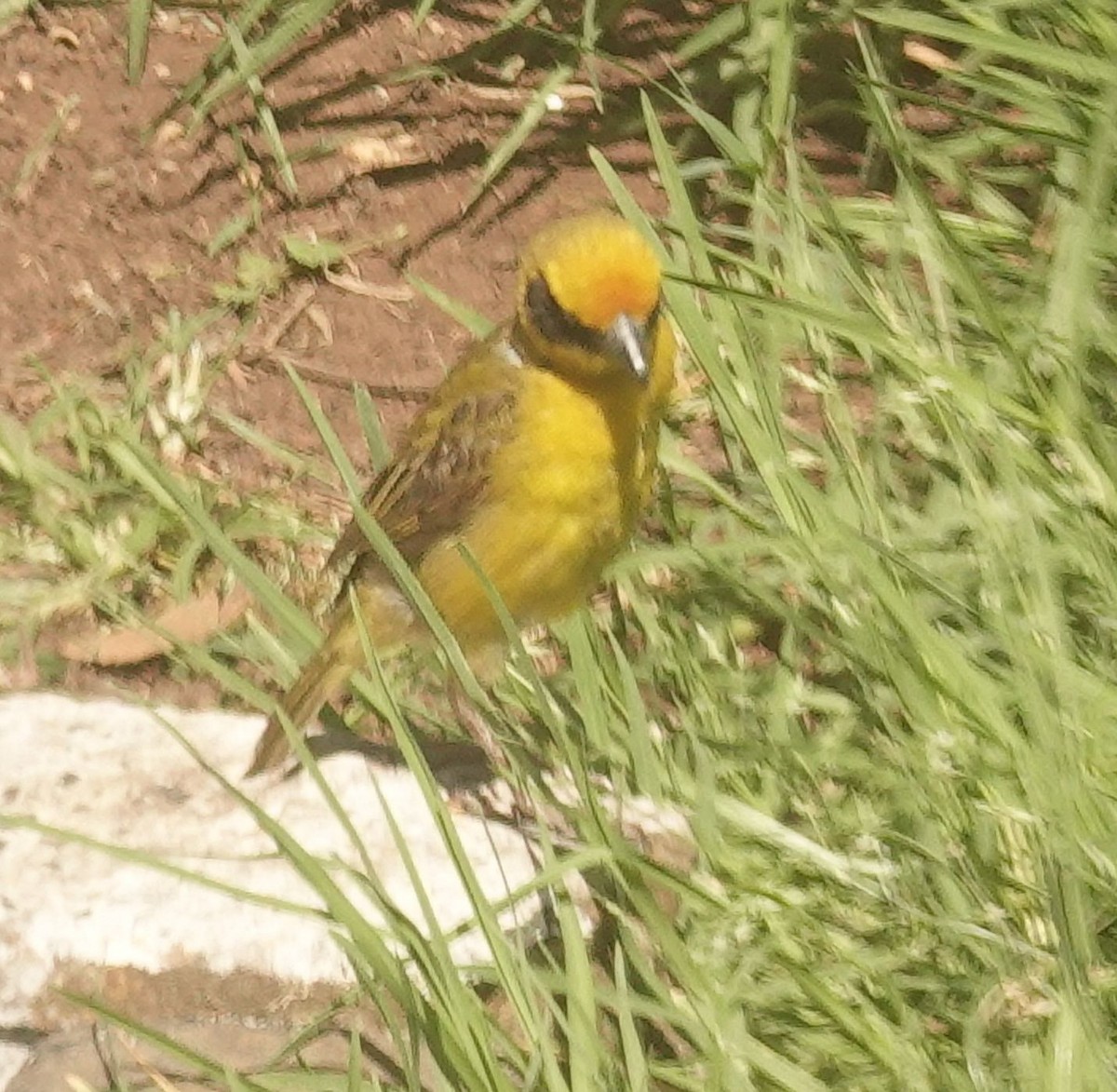 Baglafecht Weaver - ML644377686