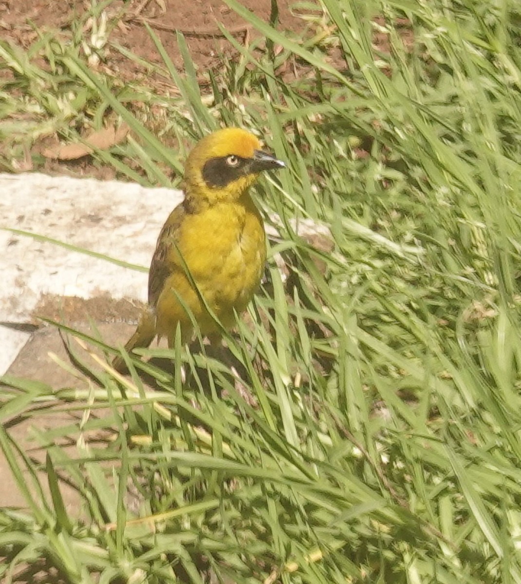 Baglafecht Weaver - ML644377687