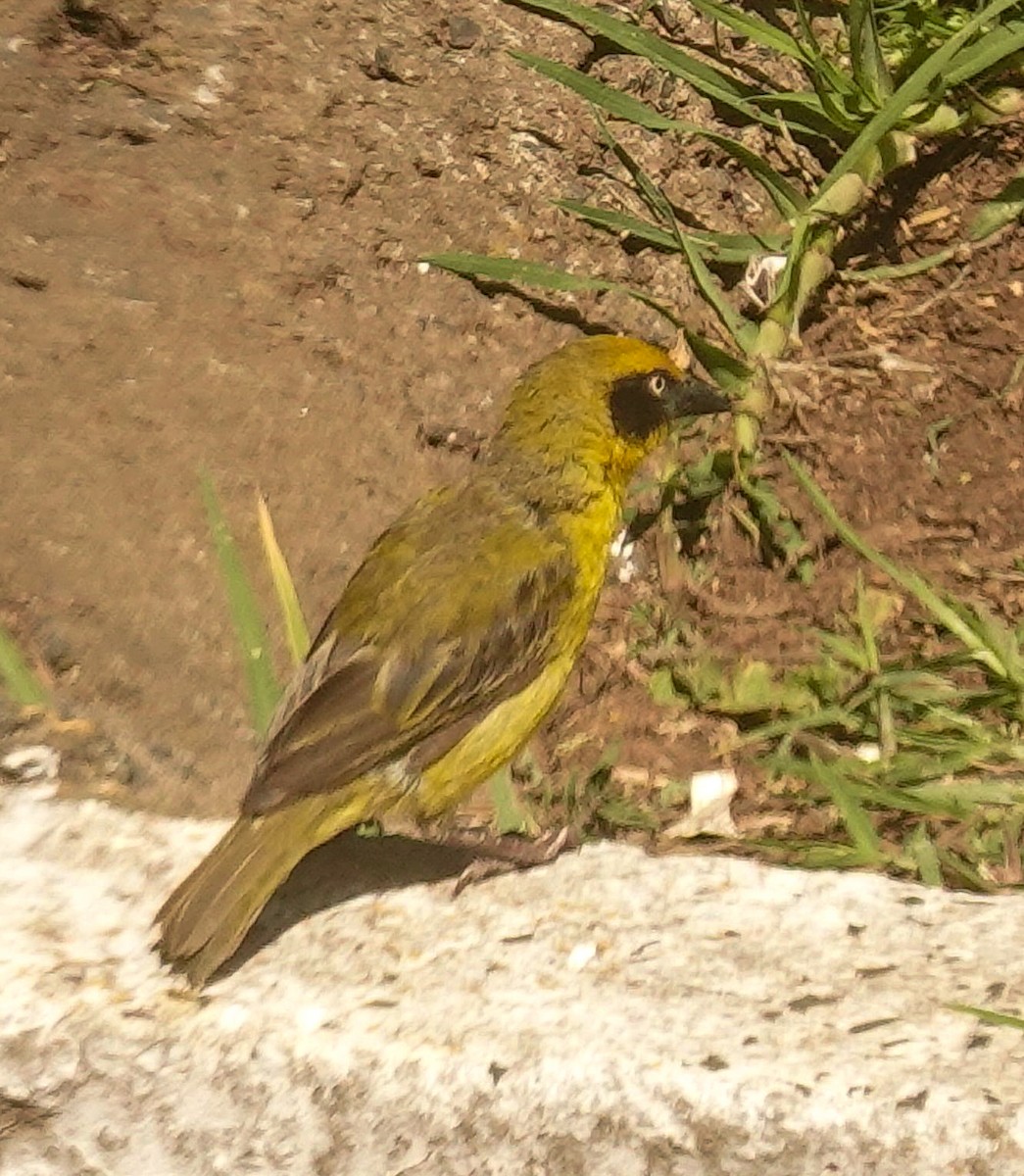 Baglafecht Weaver - ML644377688