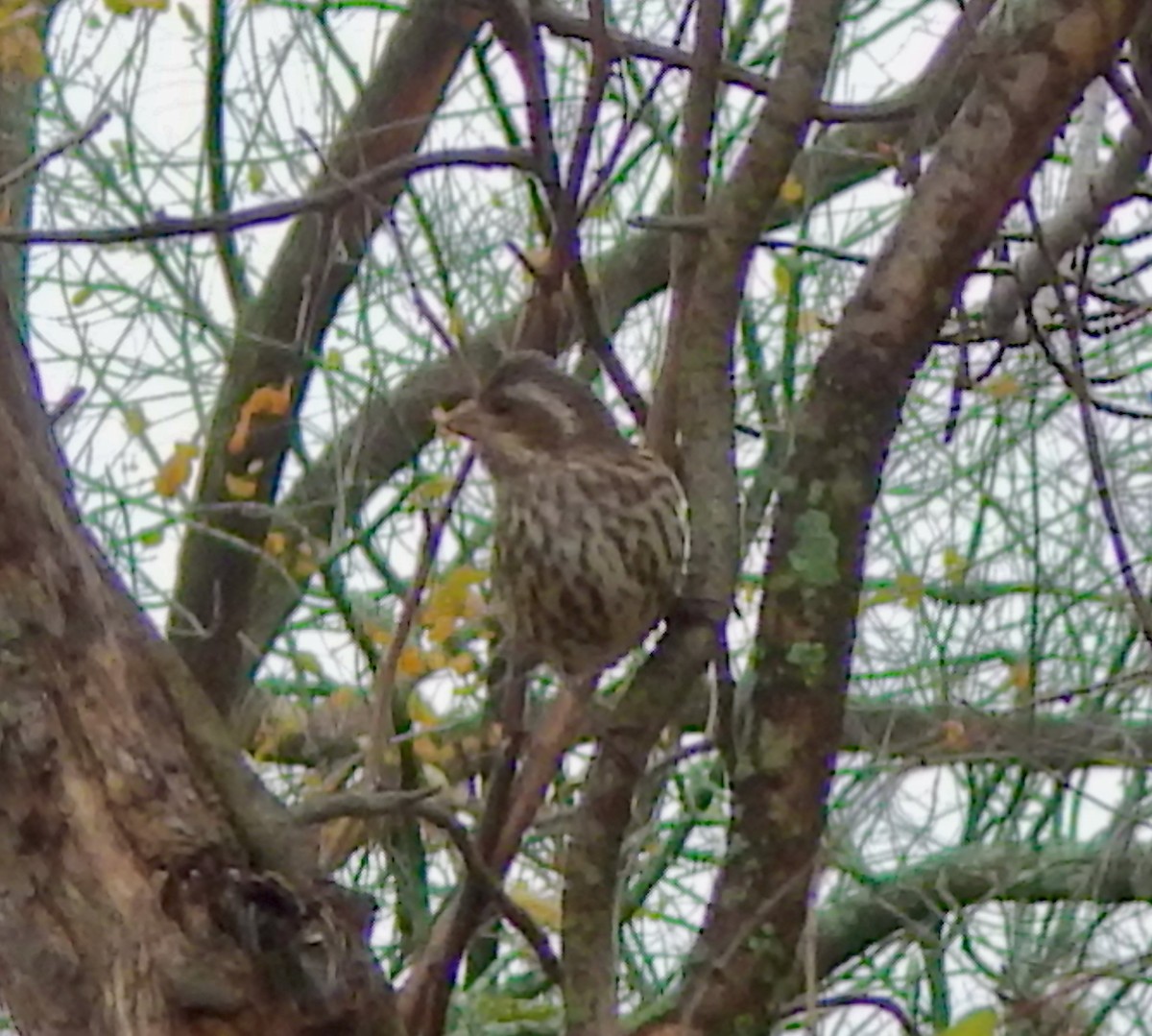 Purple Finch (Eastern) - ML644377689
