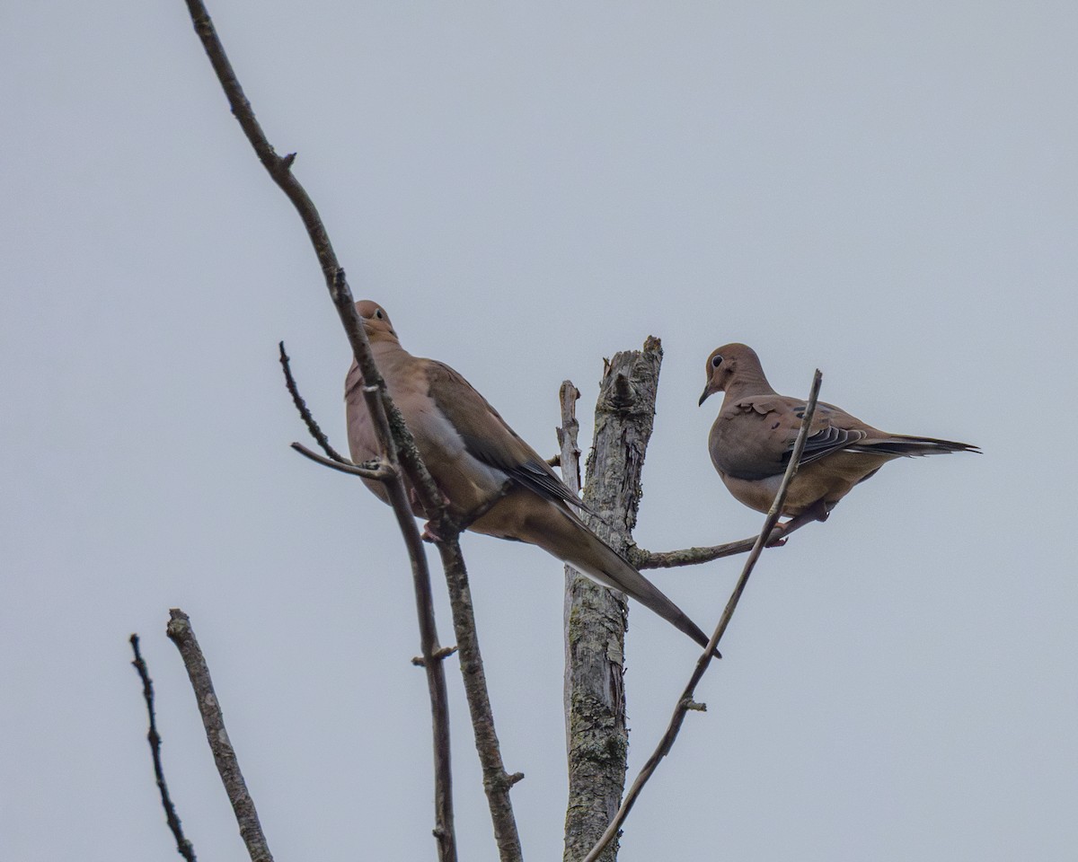 Zenaida Huilota - ML644377692