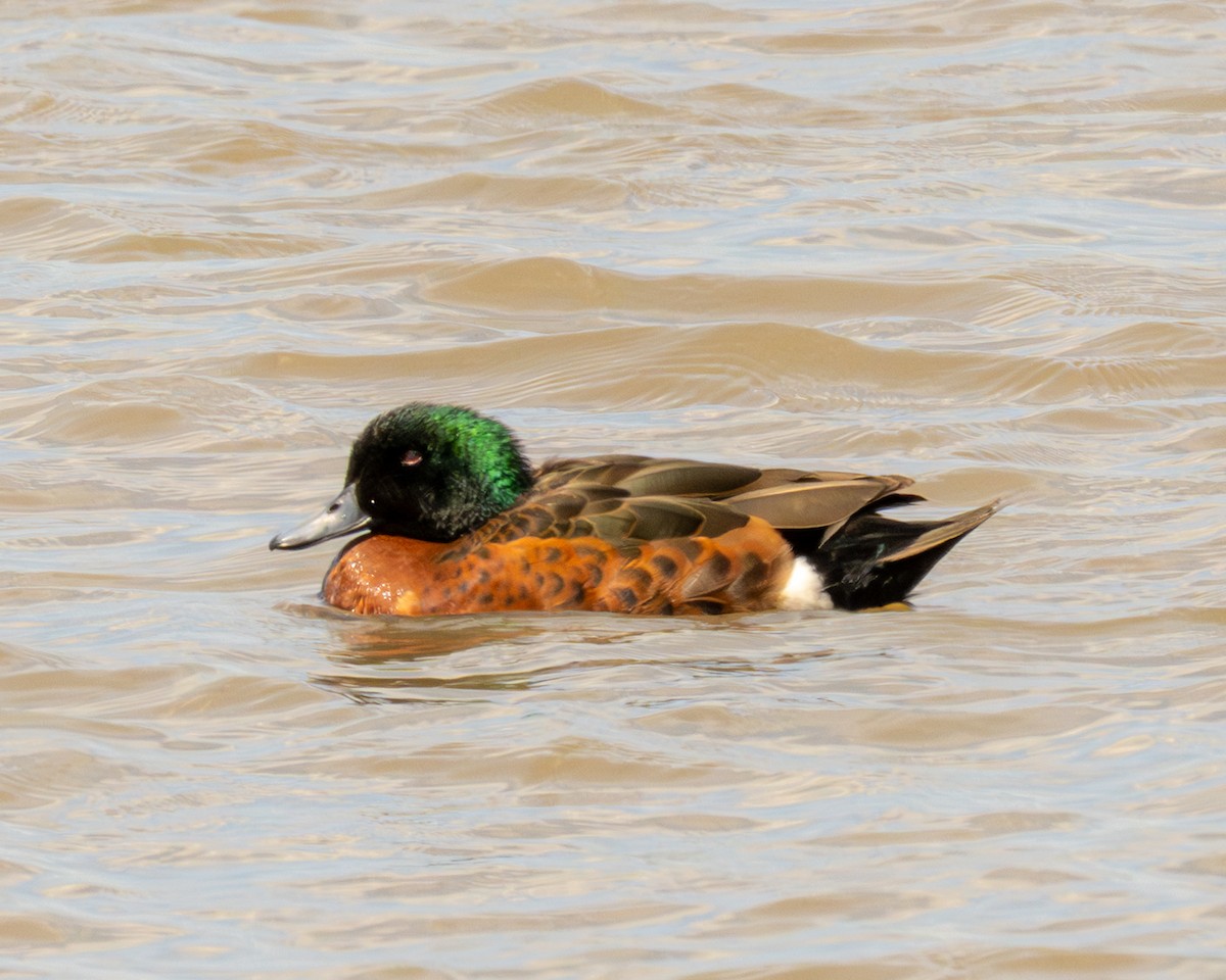 Chestnut Teal - ML644377698