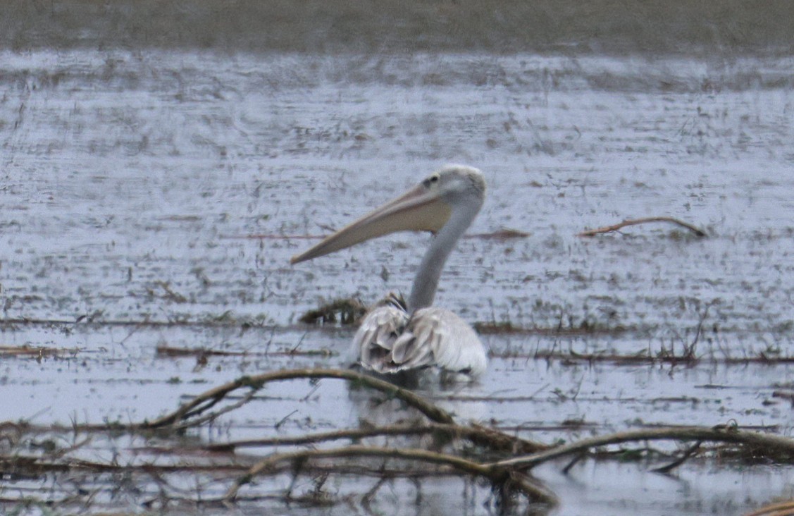 Pélican gris - ML644377709