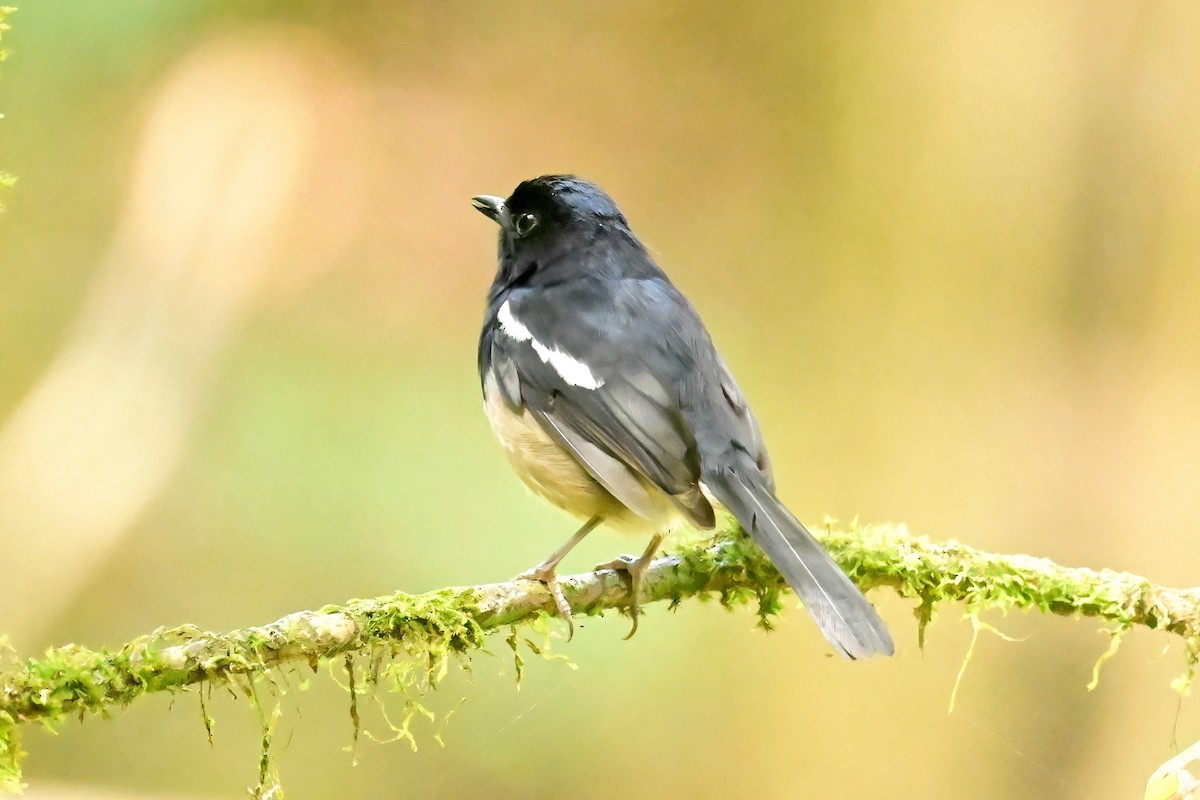Madagascar Magpie-Robin - ML644377718