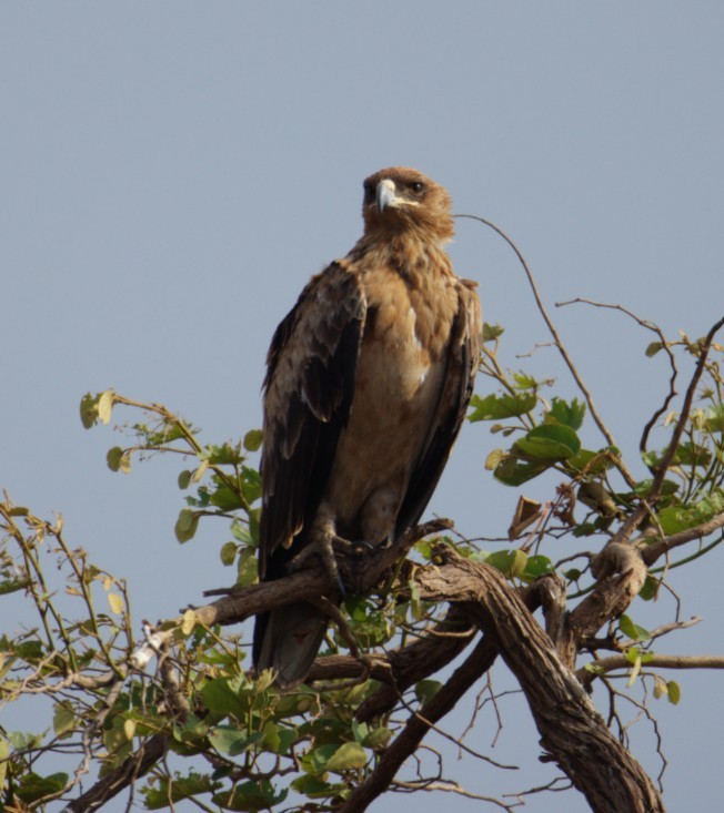 Tawny Eagle - ML644377719
