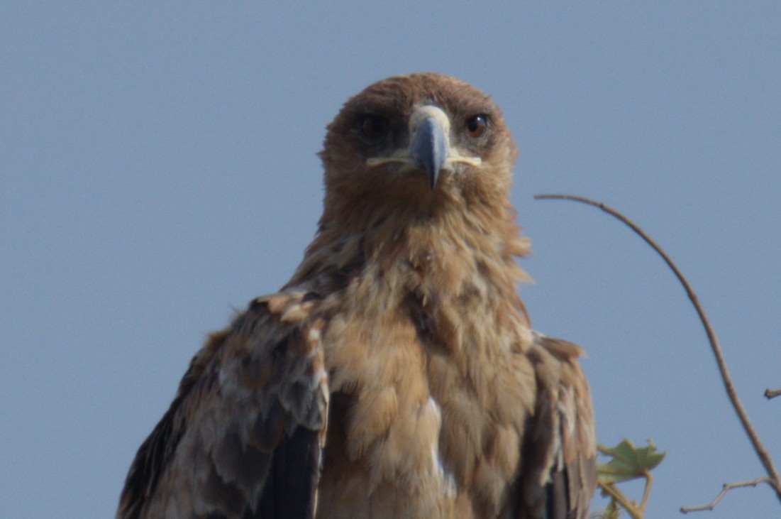 Tawny Eagle - ML644377720