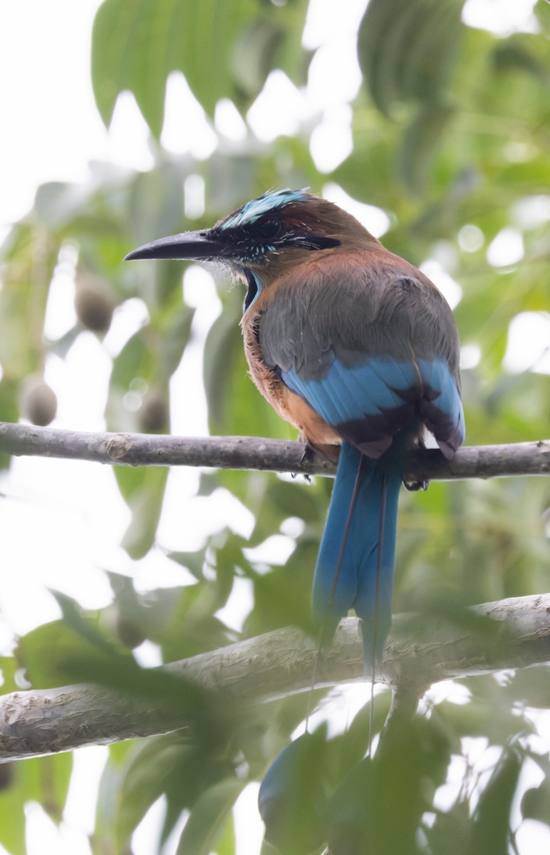 Момот рудочеревий - ML644377723