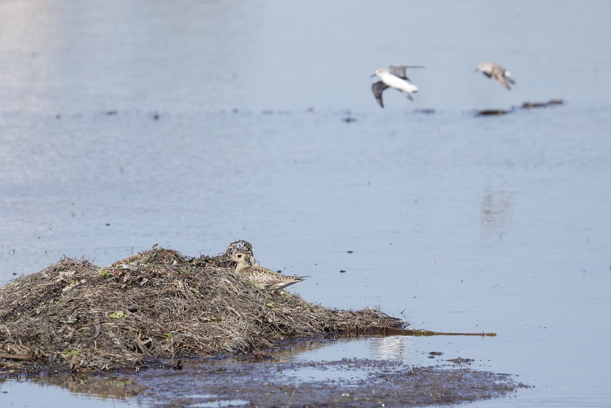 太平洋金斑鴴 - ML644377728