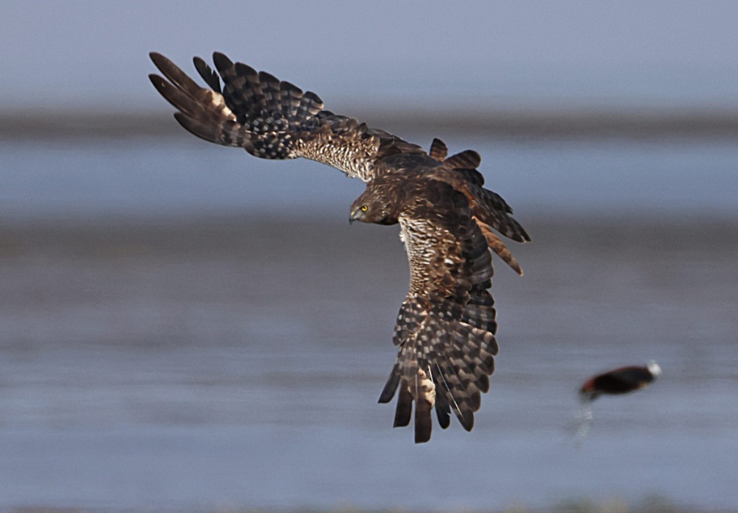African Marsh Harrier - ML644377732