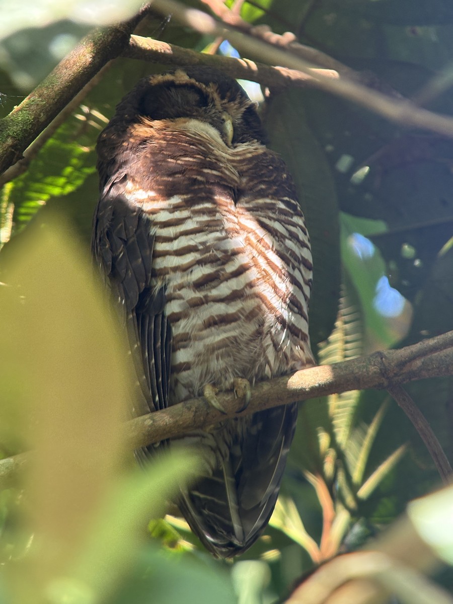 rustkinnugle - ML644377756