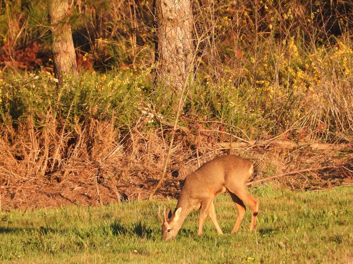 Western Roe Deer - ML644377757