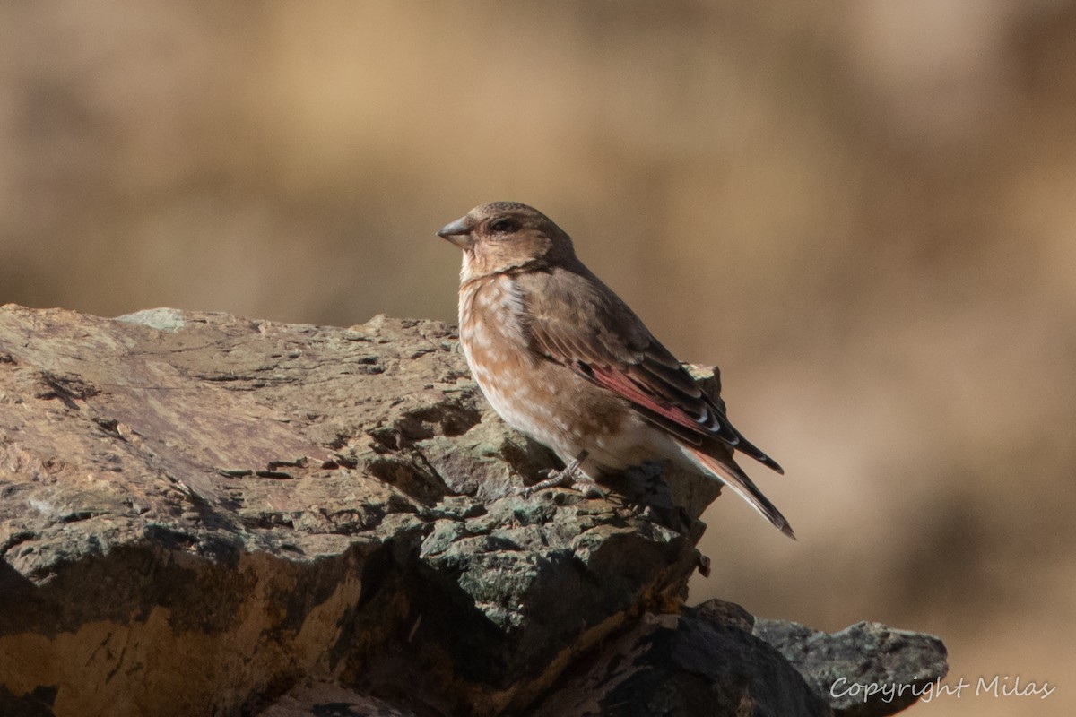 Crimson-winged Finch (African) - ML644377763