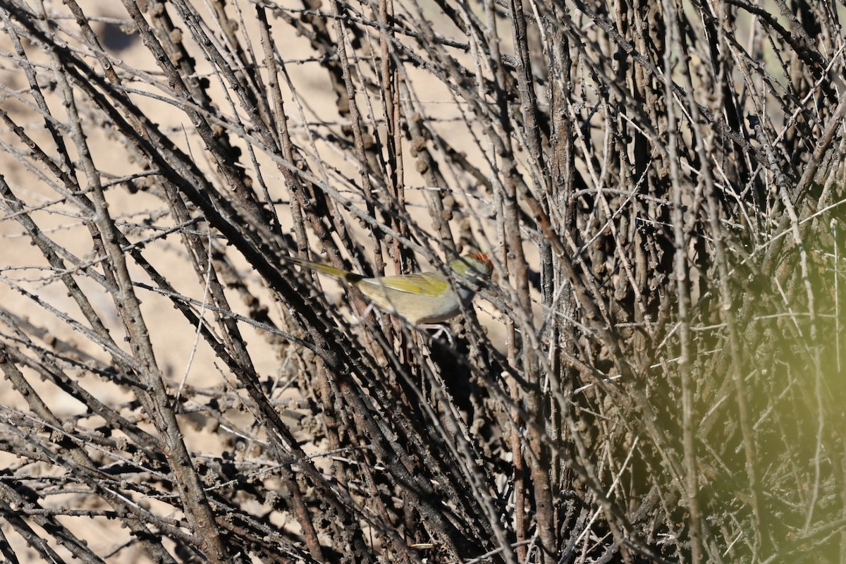 Green-tailed Towhee - ML644377764