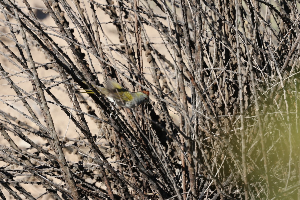 Green-tailed Towhee - ML644377765