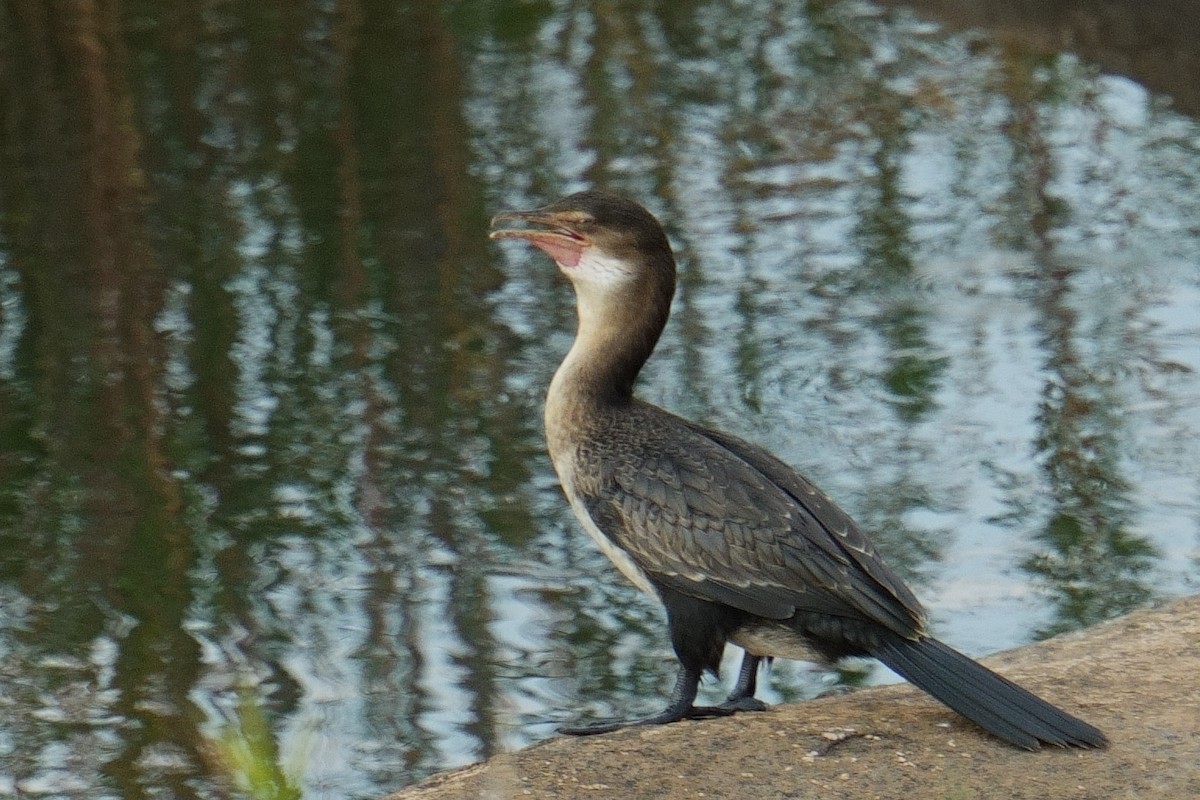 アフリカコビトウ - ML644377775