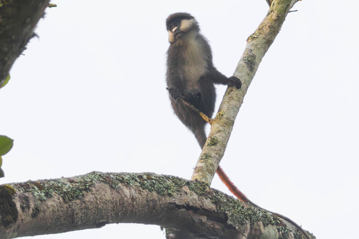 Primates - ML644377777