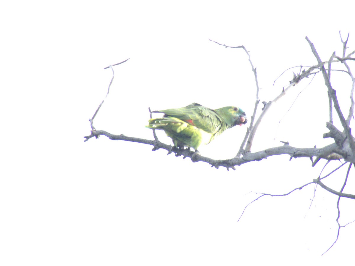 Amazzone fronteblu - ML644377778