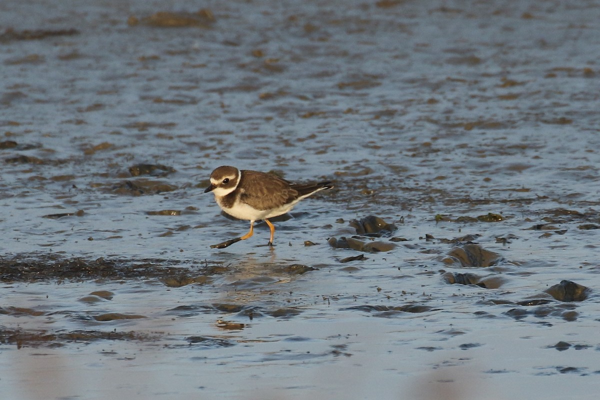 ハジロコチドリ - ML644377799