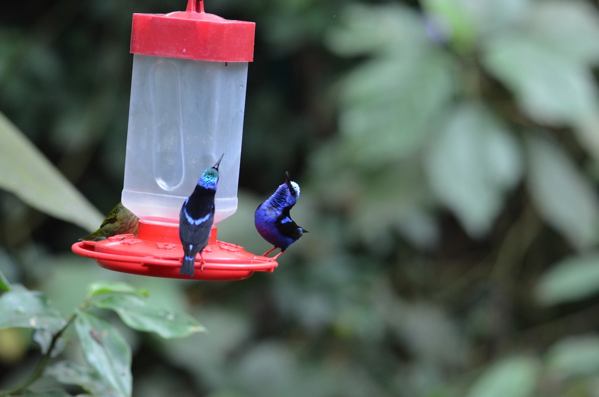 Red-legged Honeycreeper - ML644377812