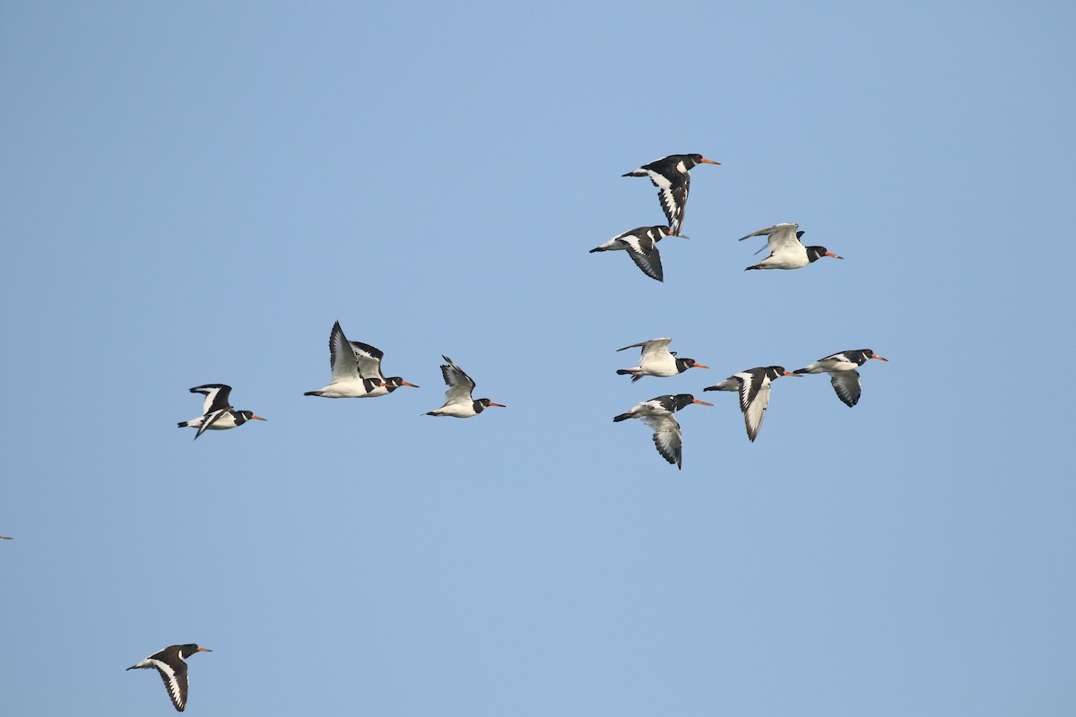 ミヤコドリ - ML644377835