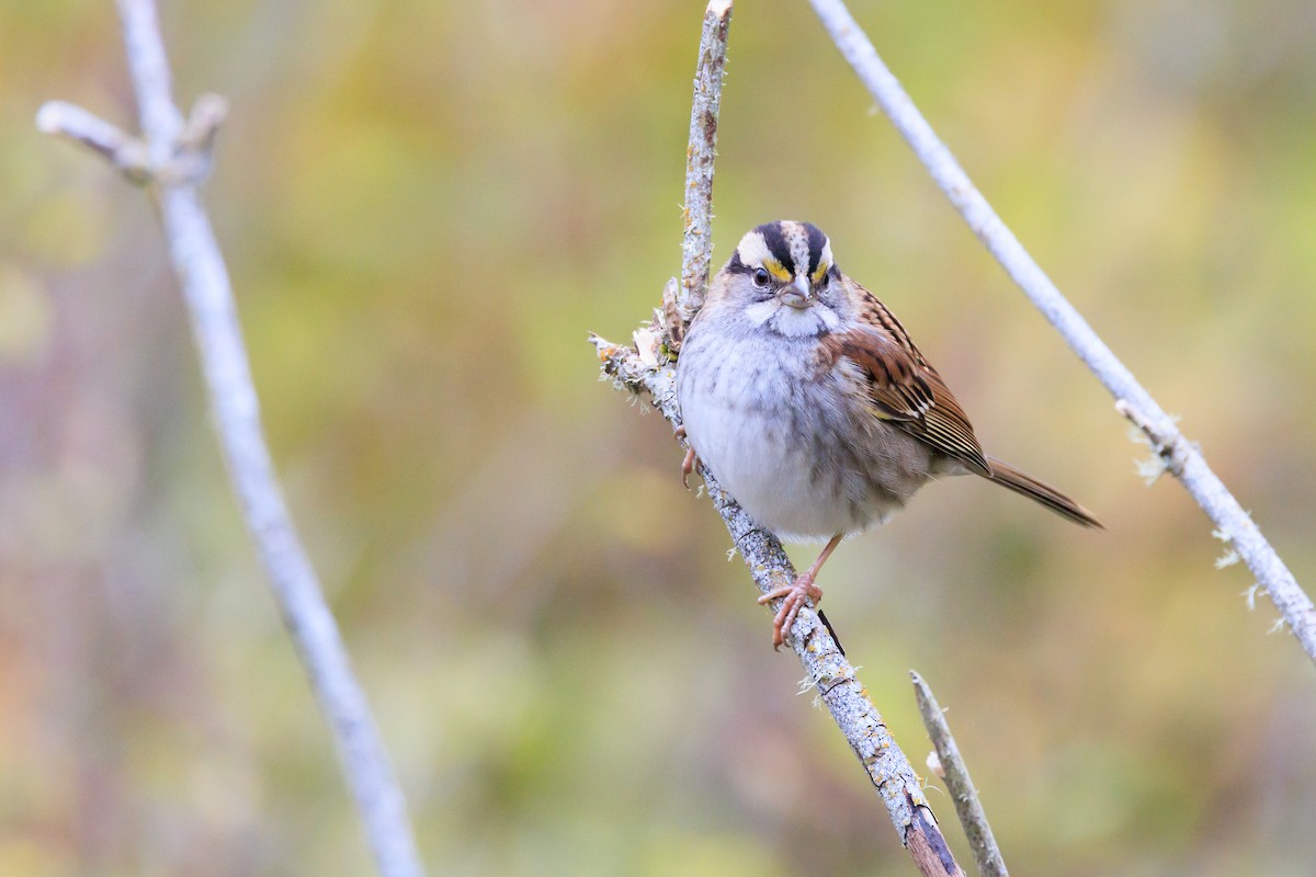 White-throated Sparrow - ML644377843