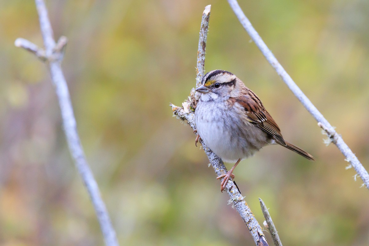 White-throated Sparrow - ML644377844