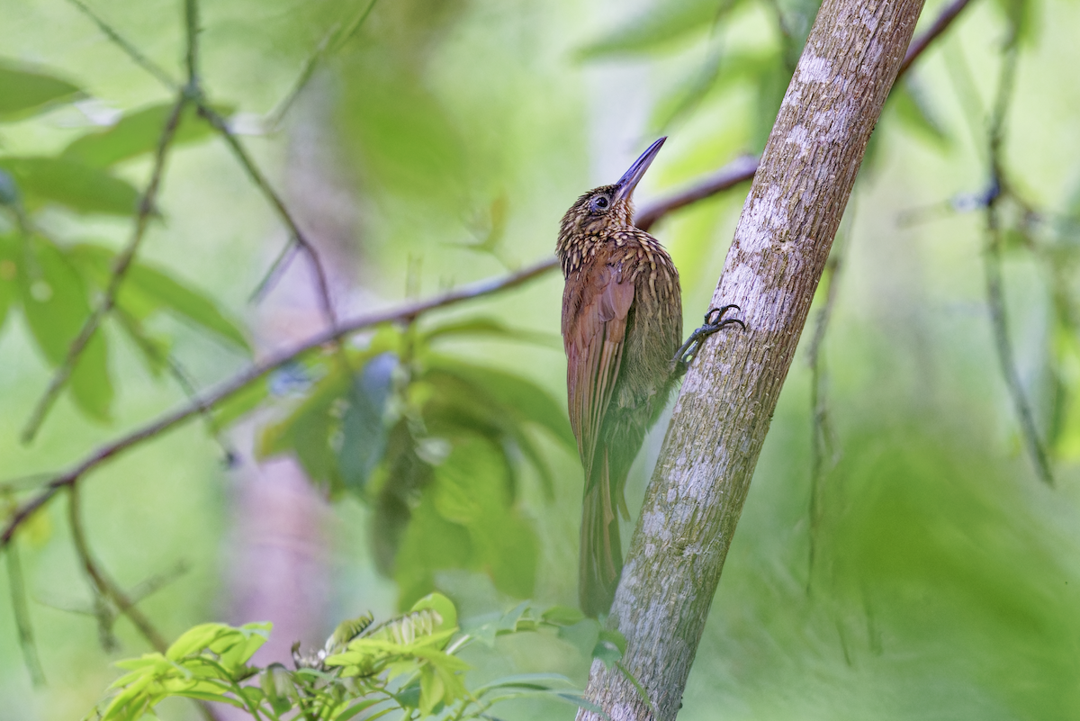 Cocoa Woodcreeper - ML644377847