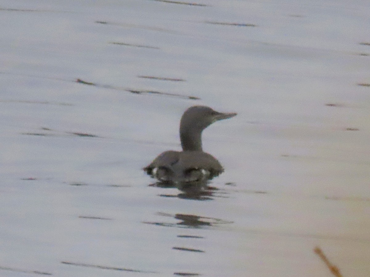 Red-throated Loon - ML644377848