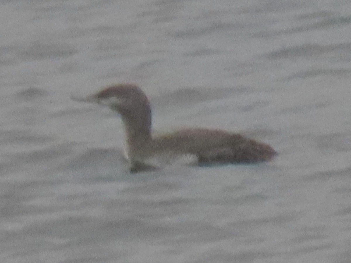 Red-throated Loon - ML644377849
