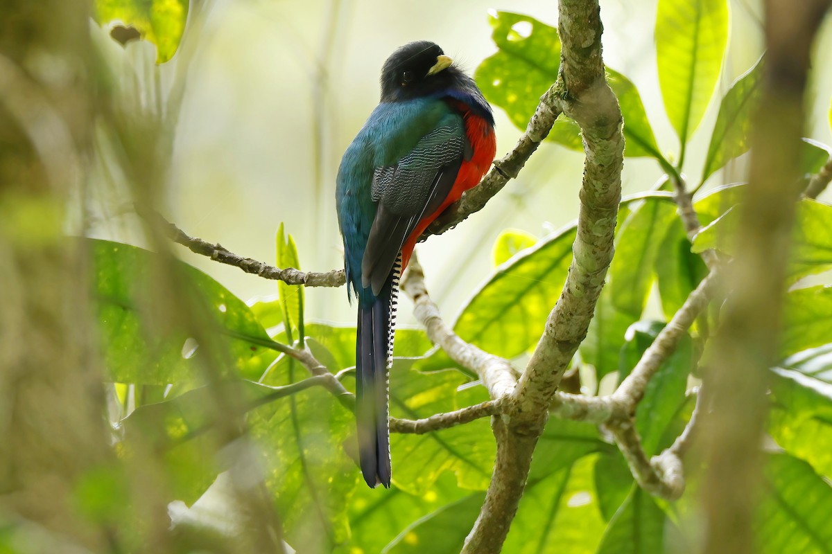 Bar-tailed Trogon - ML644377857