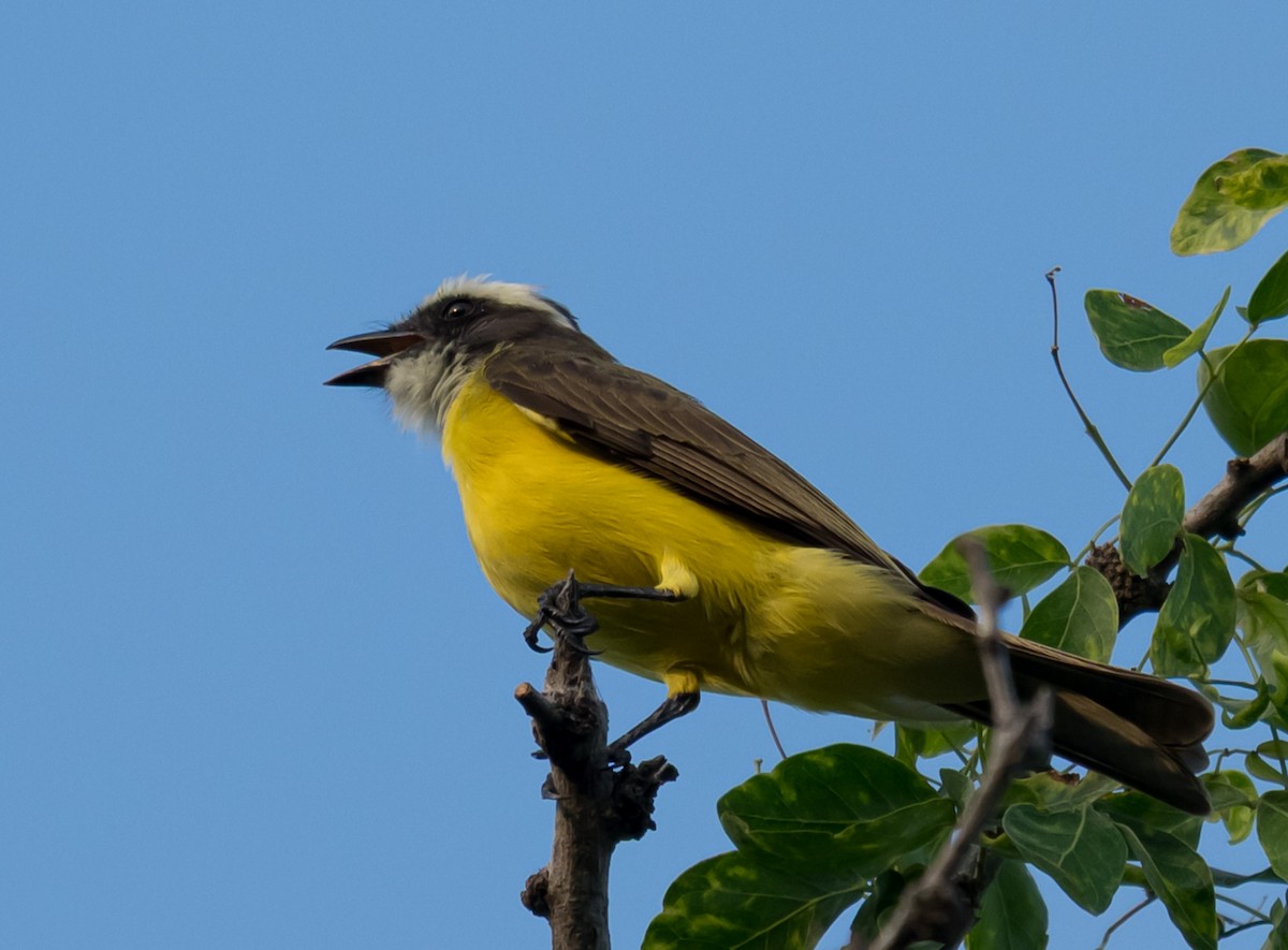 アカボウシヒタキモドキ - ML644377858