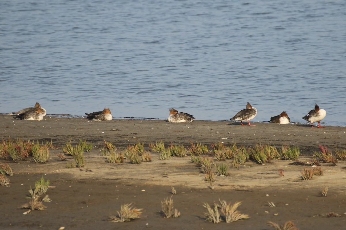 ウミアイサ - ML644377864