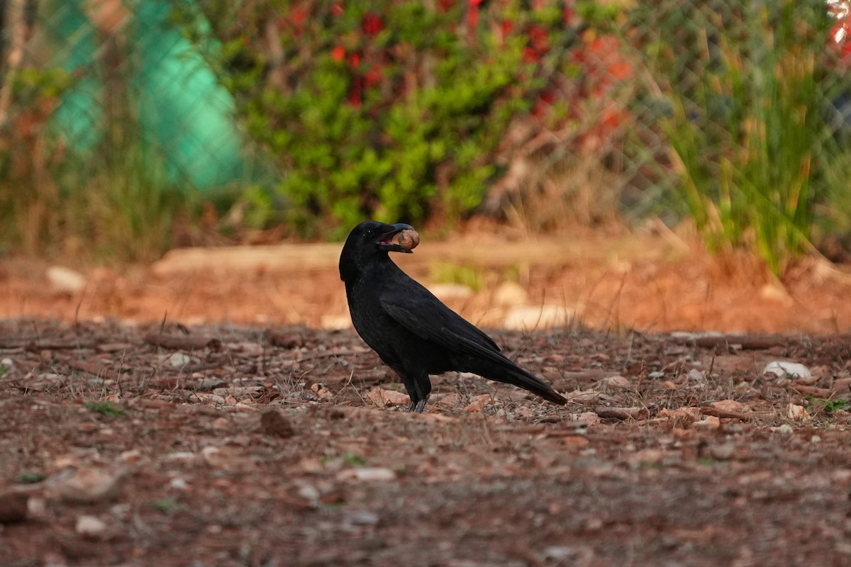 Carrion Crow - ML644377866