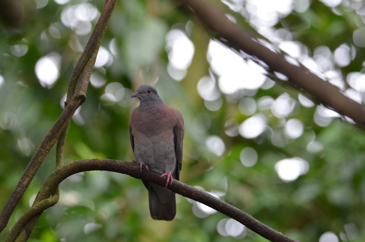 Pale-vented Pigeon - ML644377872