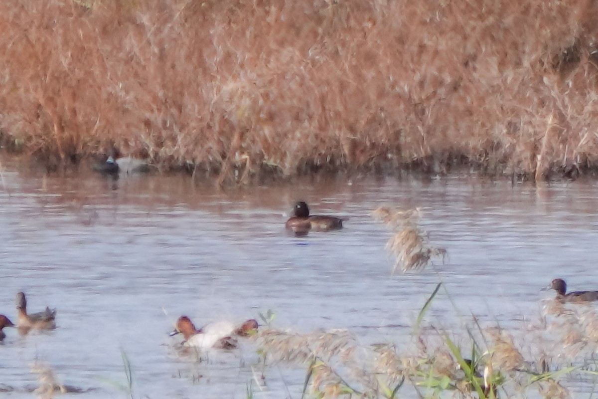 Baer's Pochard - ML644377873